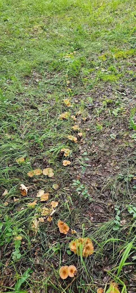     Источник: «Грибники Оренбуржья»