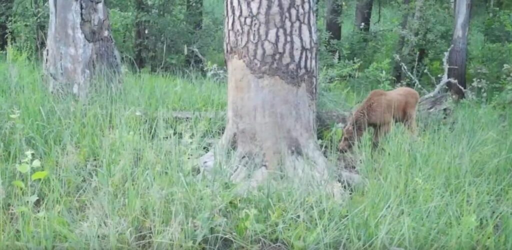    Скрин из видео Окского заповедника