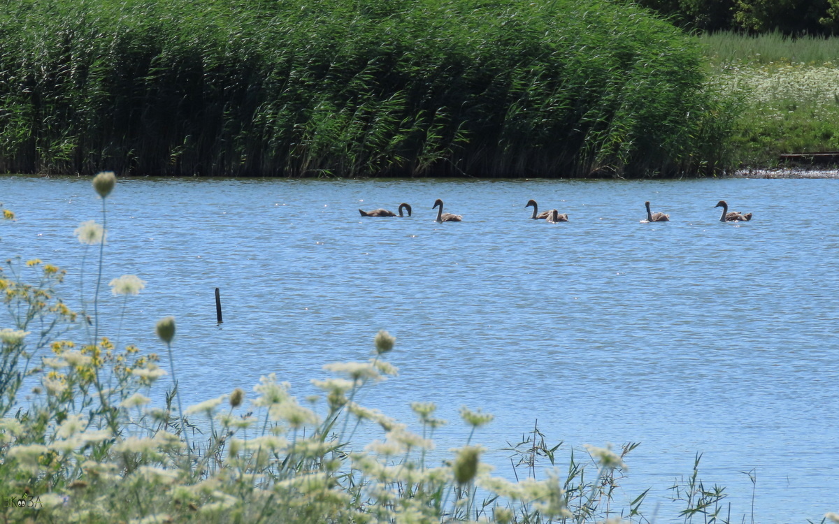 Шесть лебедят. 20.07.24