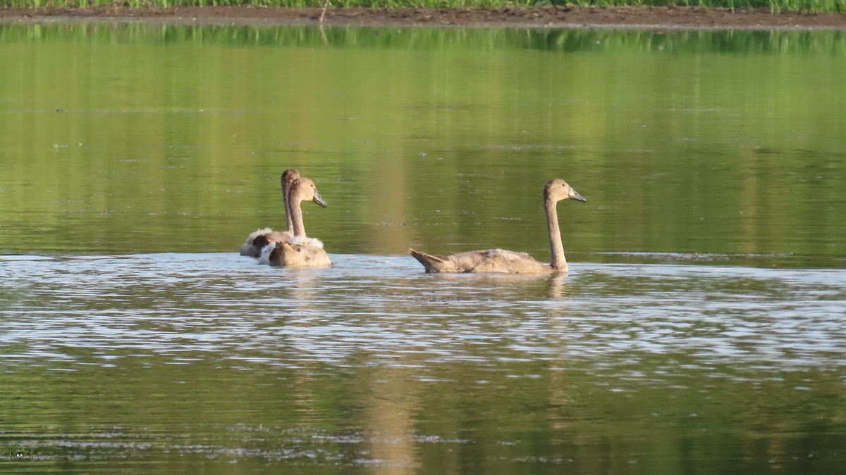 Трое птенцов шипуна.