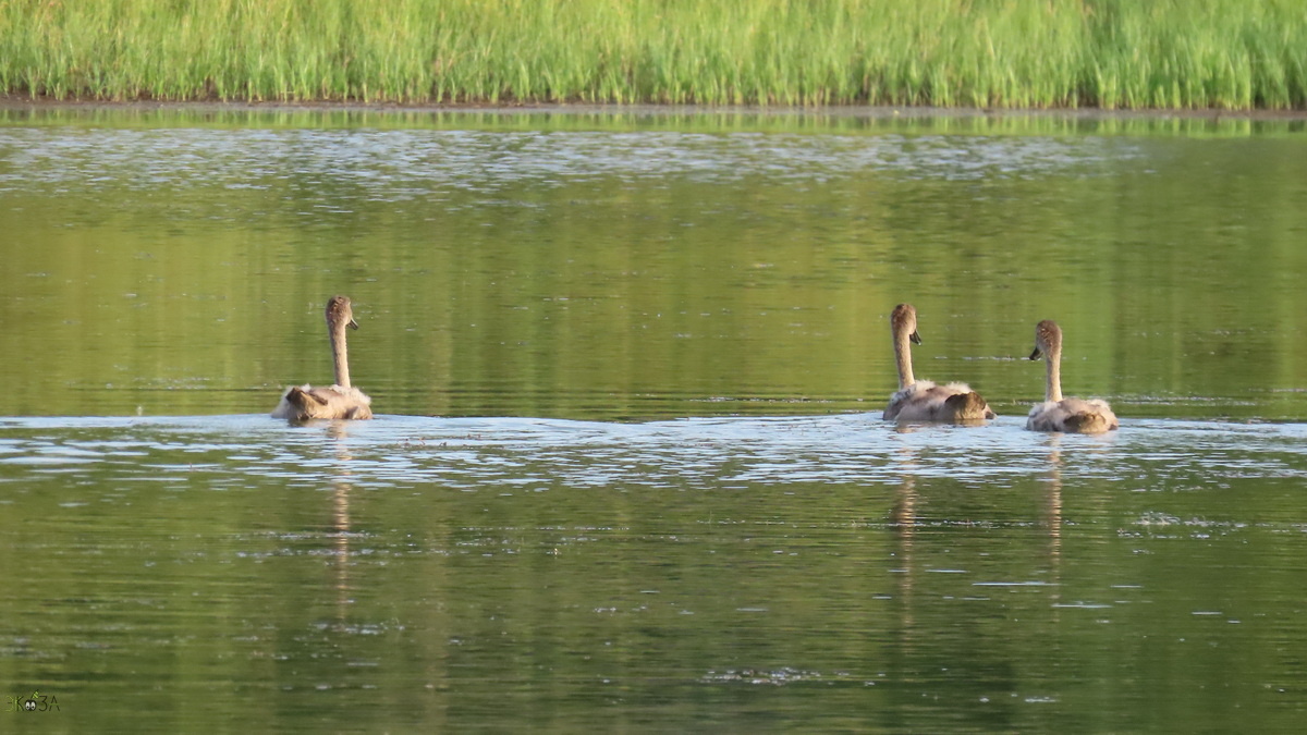 И еще трое лебедят.