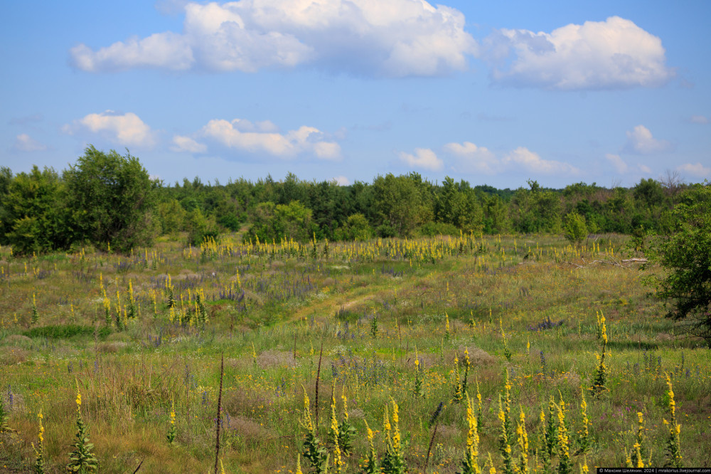 2. Цветущая поляна.