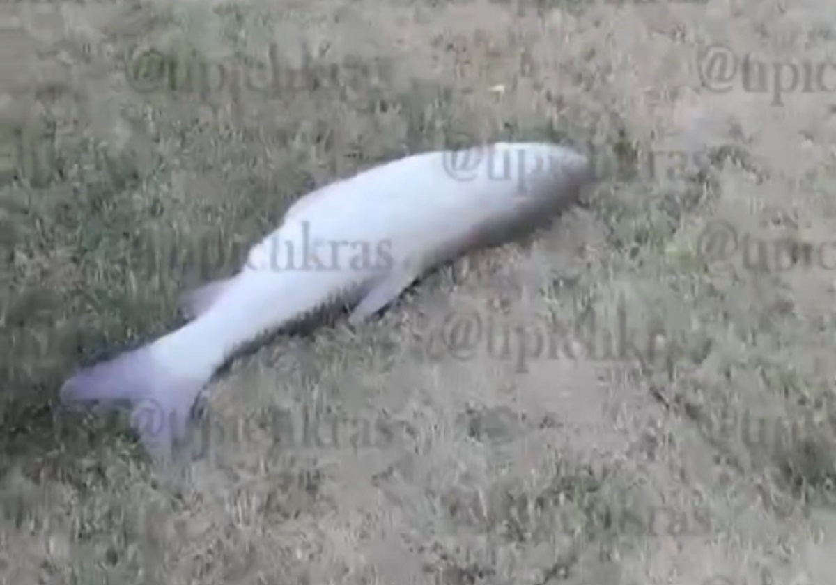 Скрин с видео. 