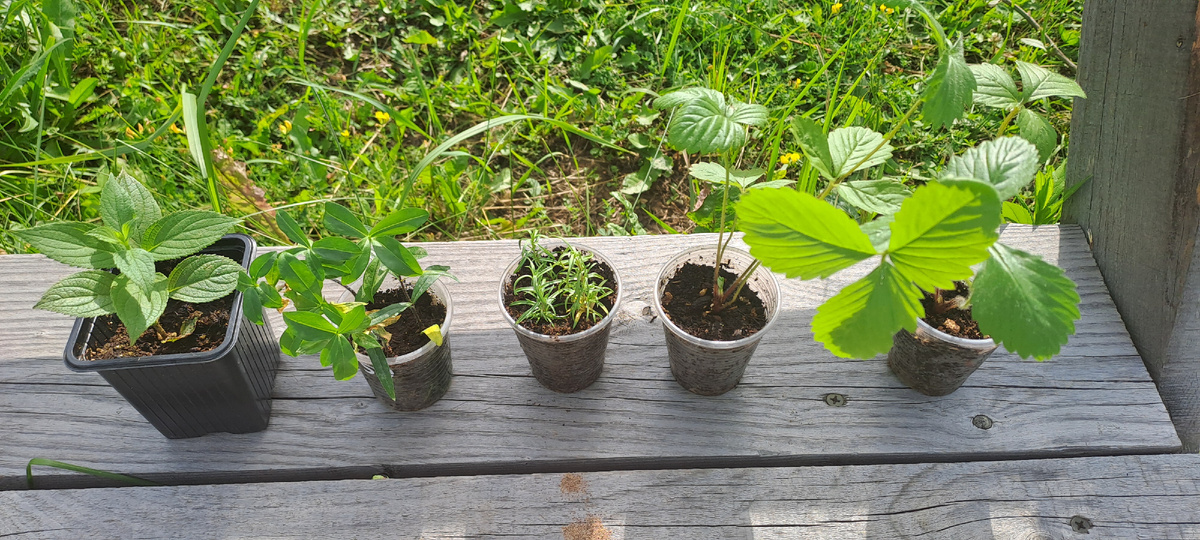 Все растюшки-новички (фото автора)