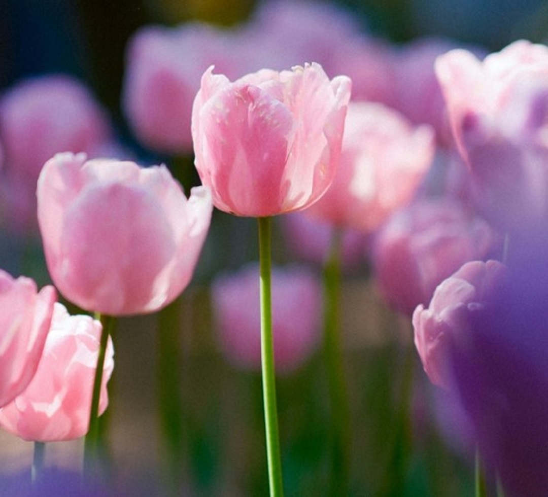 Источник: https://unsplash.com/ 