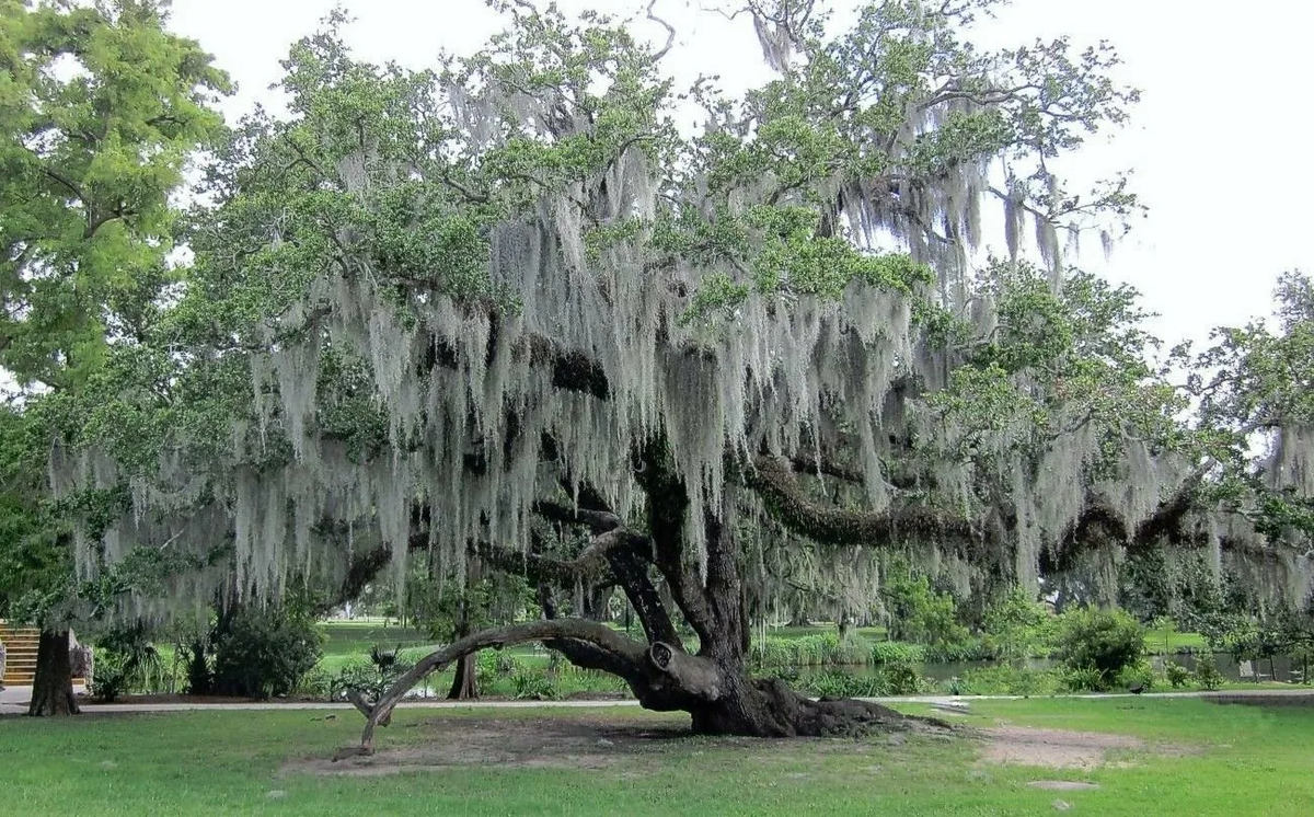 Испанский мох растет на деревьях, но вреда им не причиняет. Все питательные вещества он берет из окружающей среды. А дерево - просто удобный "транспорт", чтобы быть поближе к солнечным лучам