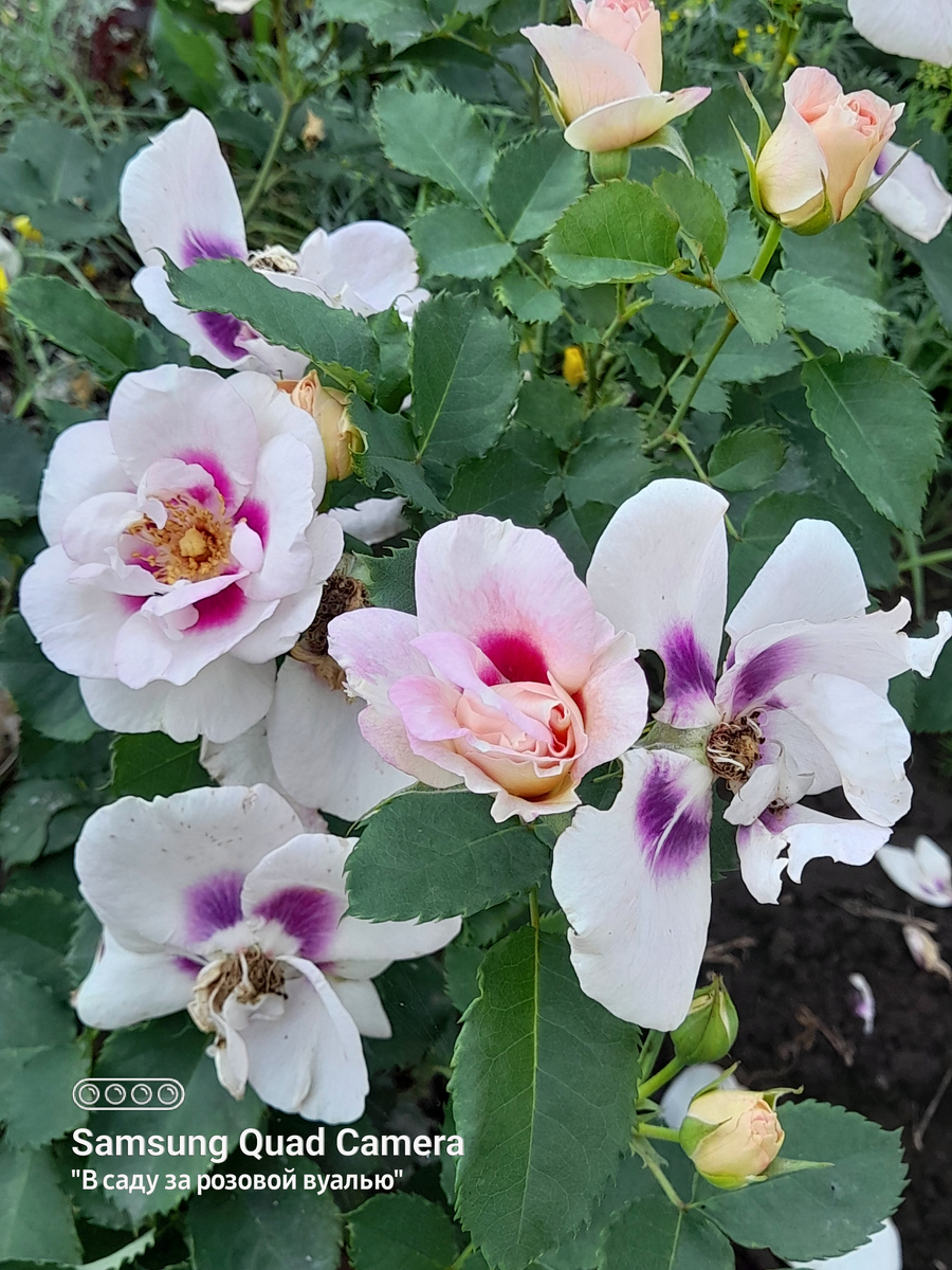 Отцветает...