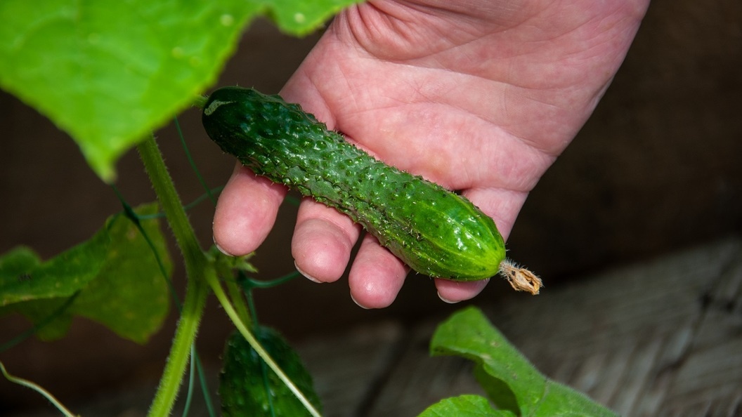    Svetlana Vozmilova/Globallookpress