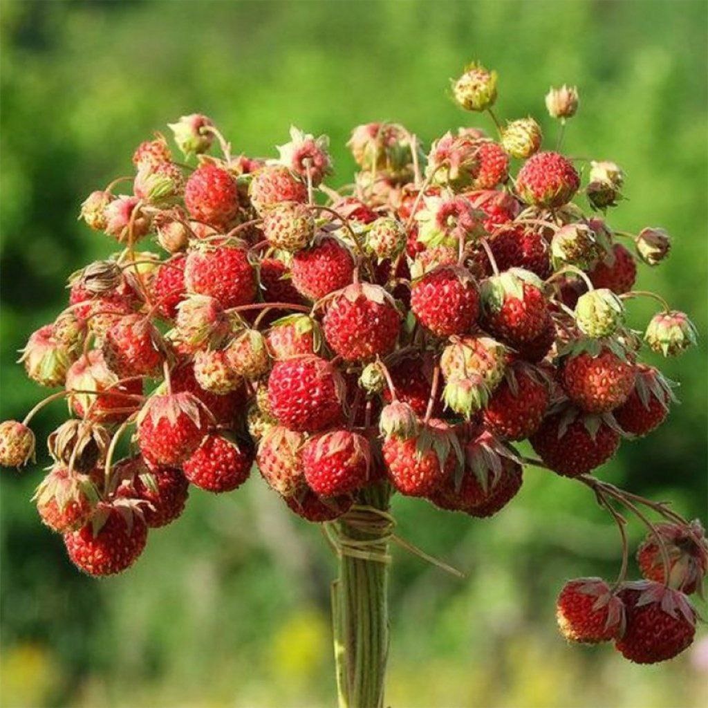 фото из интернета