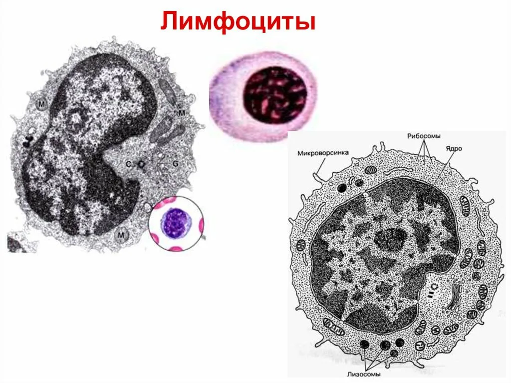 Лимфоциты и лейкоциты понижены причины