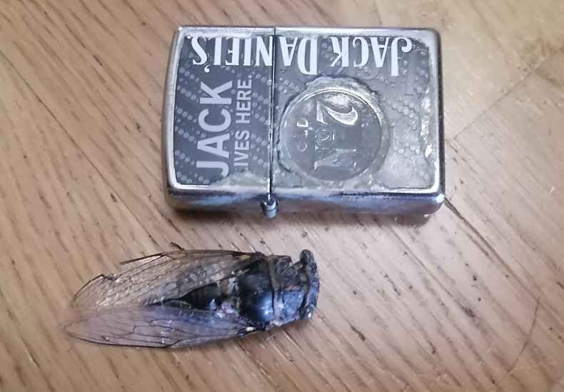 Бездыханное чудовище. Зажигалка рядом, чтобы была понятна величина