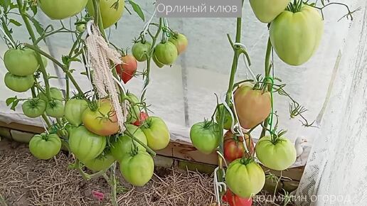 Урожайные сорта томатов 2024. Обзор1
