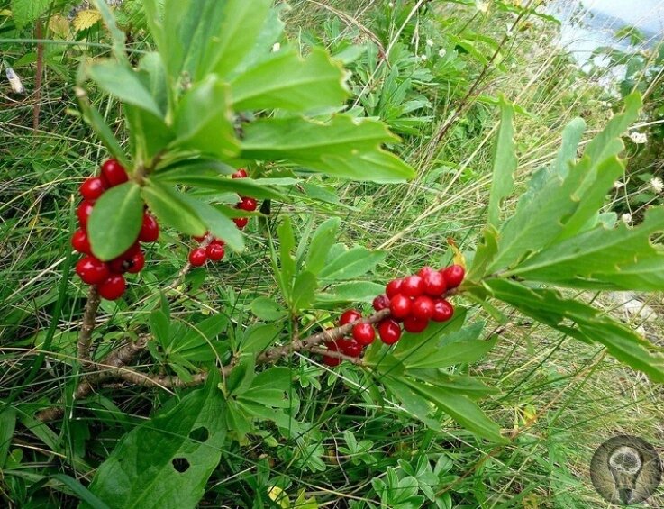 Волчеягодник