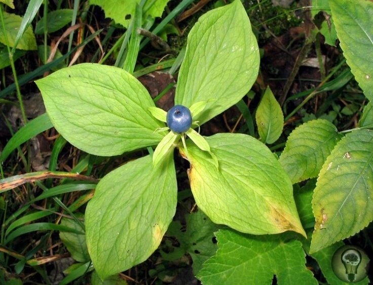 Вороний глаз