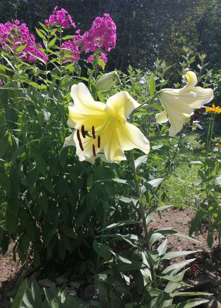 Красавица лилия с невероятным ароматом