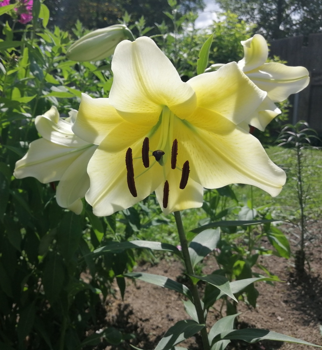 Первое цветение лилии