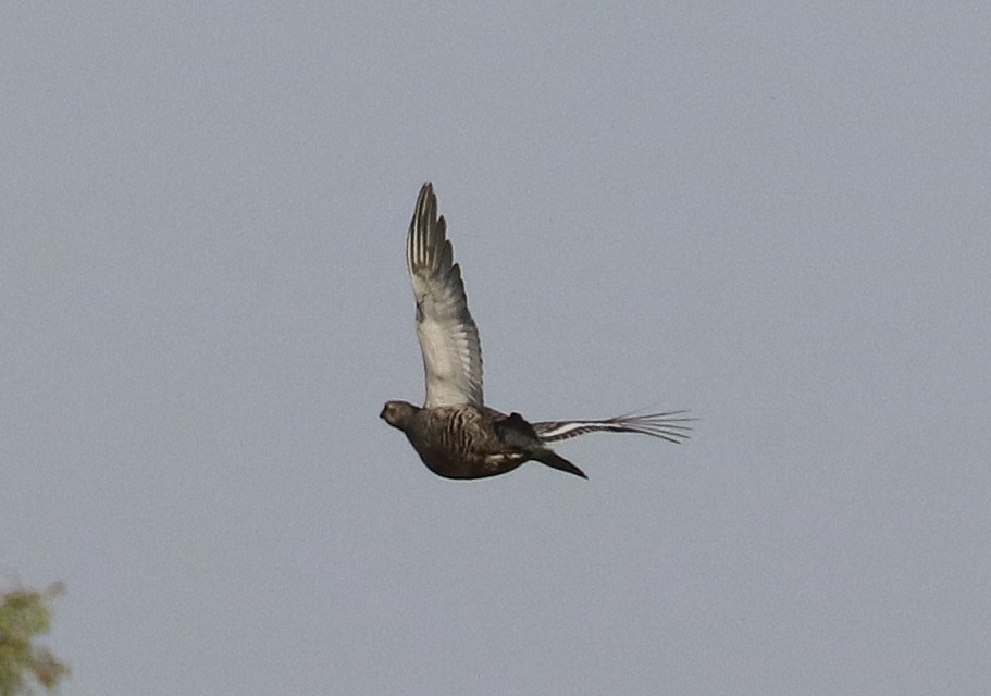 202. тетерев не редкая у нас птица, но я не охотник, поэтому на тетеревиный ток никак не попаду - только в полёте иногда вижу птицу