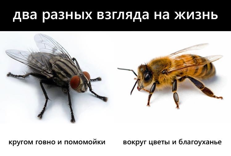 Картинка для статьи их цикла "Статья-Зеркало" с разбором комментаторов. Взята из открытых источников для целей иллюстрации.