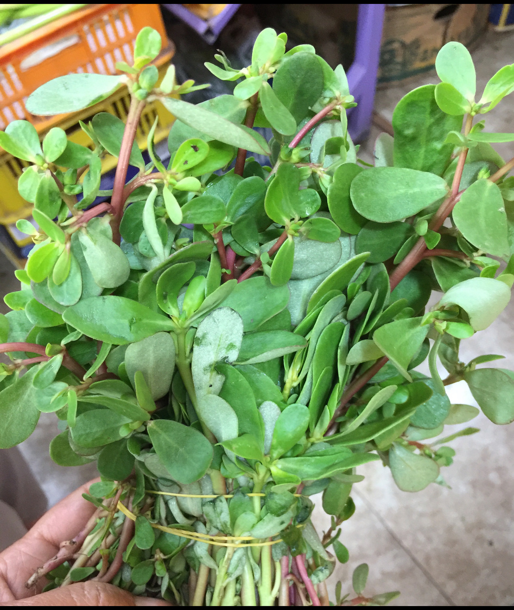 Свежий дандур-портулак