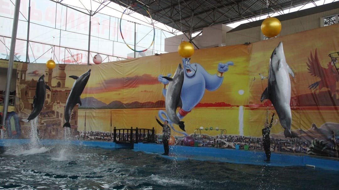 Лазаревский Дельфинарий Морская Звезда