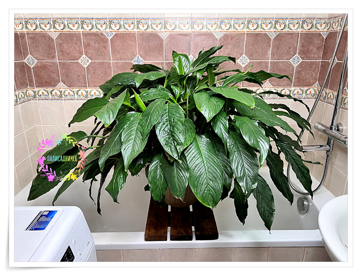 А это самое первое фото вчерашнего процесса увлекательного. Муж принёс в ванну. Горшок кто-то видит? 😂 А он - есть ))) Маловат, правда, да.