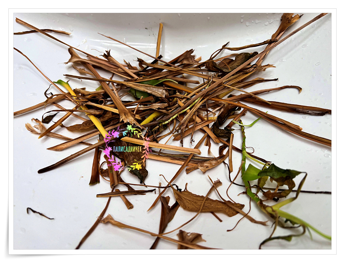 Это я внутри куста секатором прошлась... Нормальный такой улов 👍