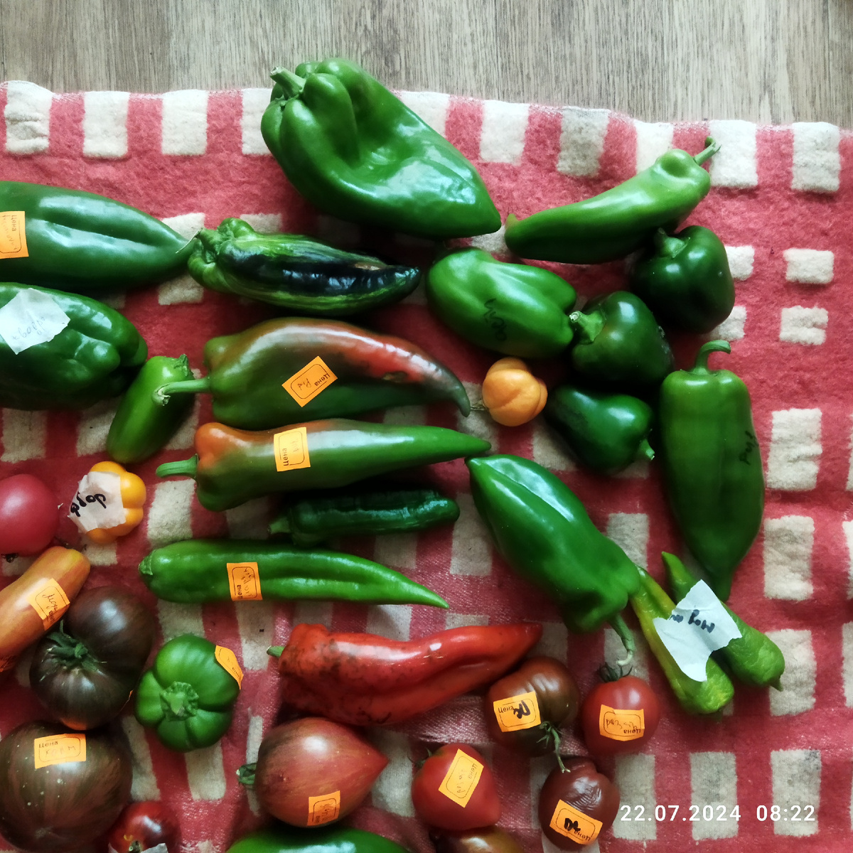 Всё по правилам лежит/дозаривается - и поспевающие гораздо быстрее помидоры - они этилен выделяют, и красное одеяло - чтобы перец мимикрировал быстрее 😂