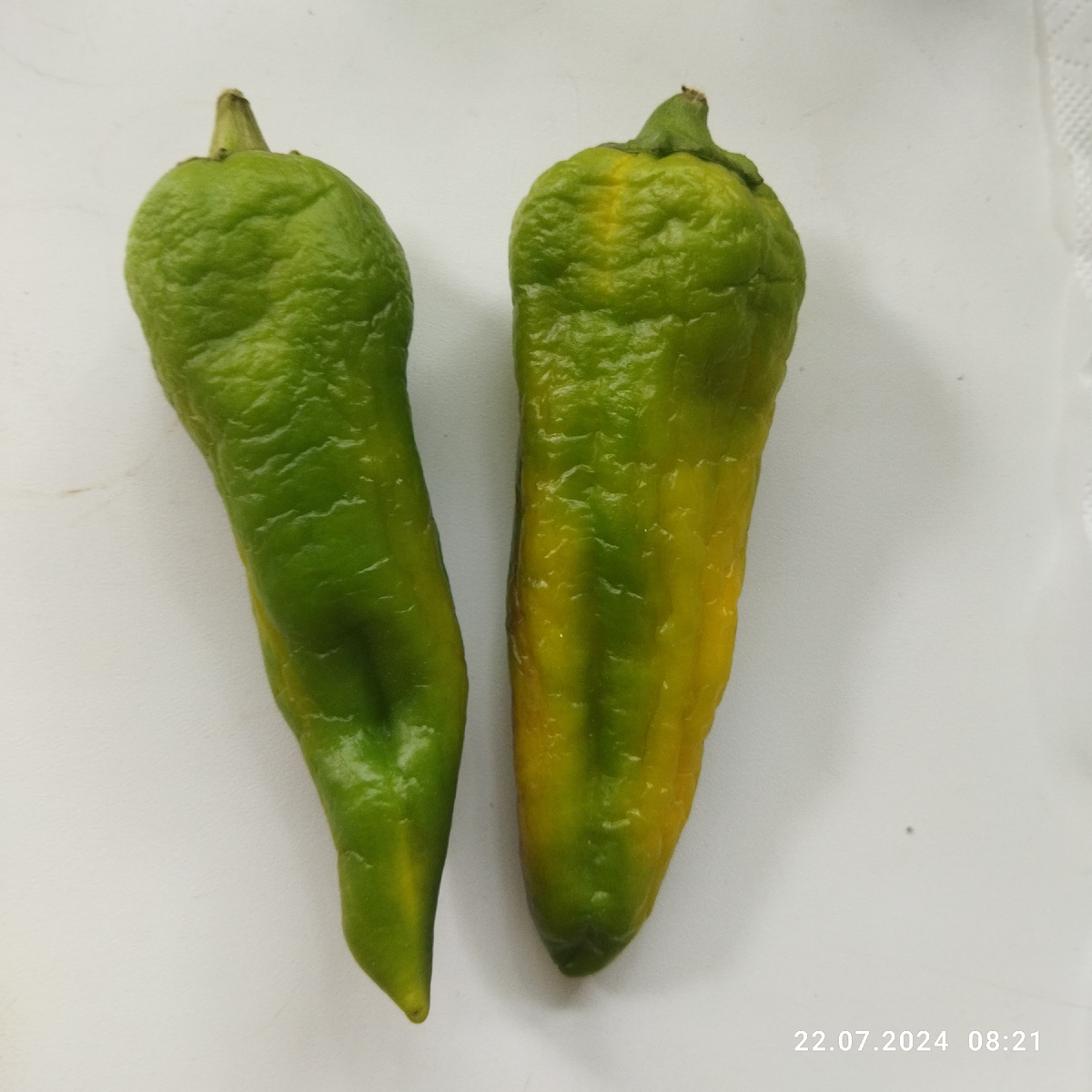 Полосатый Билла, лежит уже дней 10