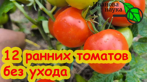 12: САМЫЕ НЕПРИХОТЛИВЫЕ ТОМАТЫ НЕ БОЯТСЯ ФИТОФТОРЫ. Томаты посадил и забыл. Ранние уличные томаты.