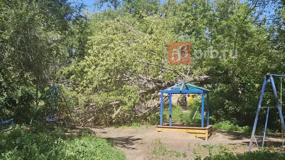 Городской хоррор: зауральная роща в Оренбурге выглядит декорацией к фильму  ужасов | 56orb.ru | Дзен