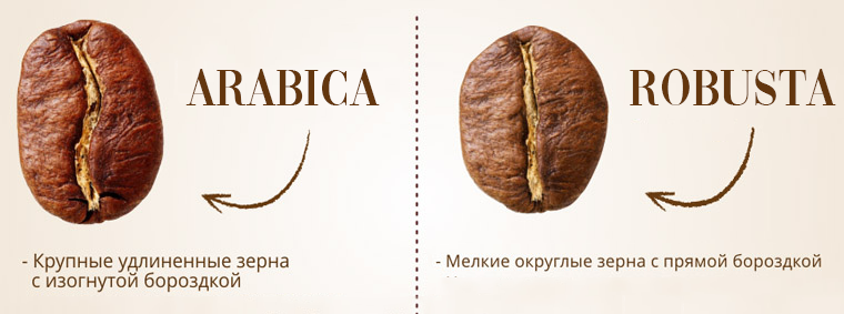 Как отличать зёрна арабики и робусты