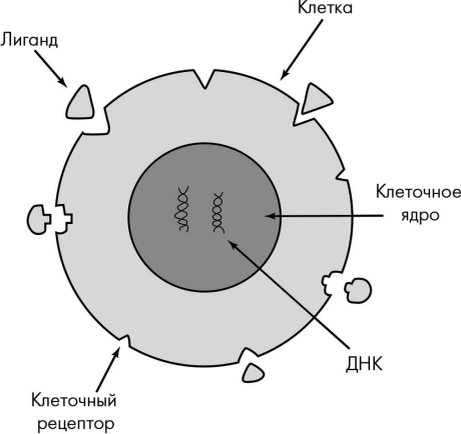 Рис. 3А. Через рецепторы клетка получает жизненно важную информацию извне. В зависимости от входящего сигнала клетка выполняет множество биологических функций.