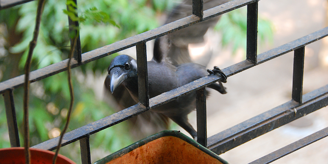 Серая ворона стала любимцем семьи