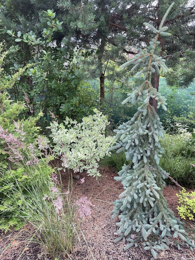 Cornus alba Elegantissima