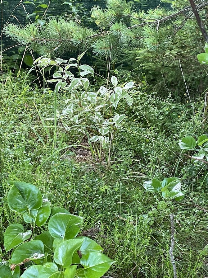 Cornus alba Elegantissima