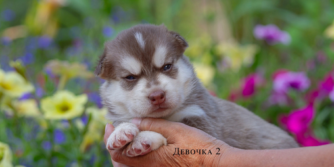 Добро пожаловать в реальность или пять выброшенных щенков🙈