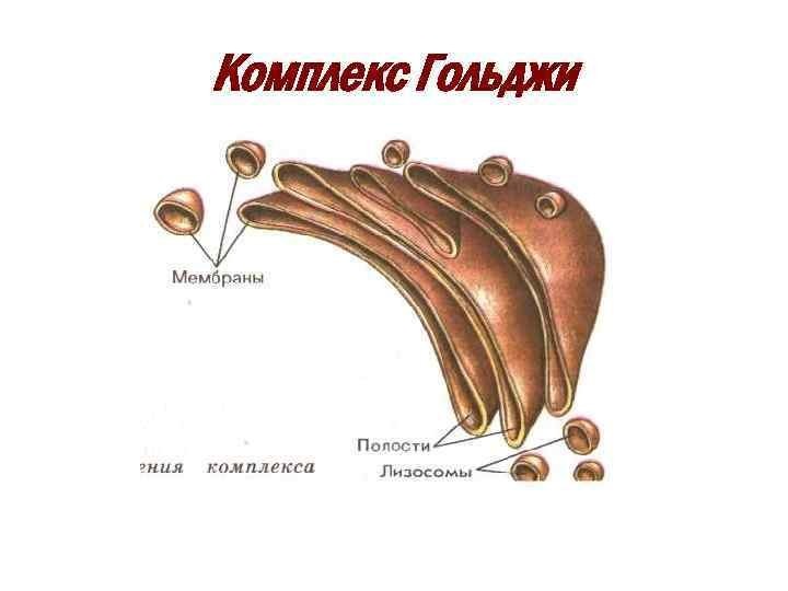 Строение Комплекса Гольджи.