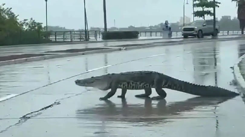 По улицам ходила большая крокодила