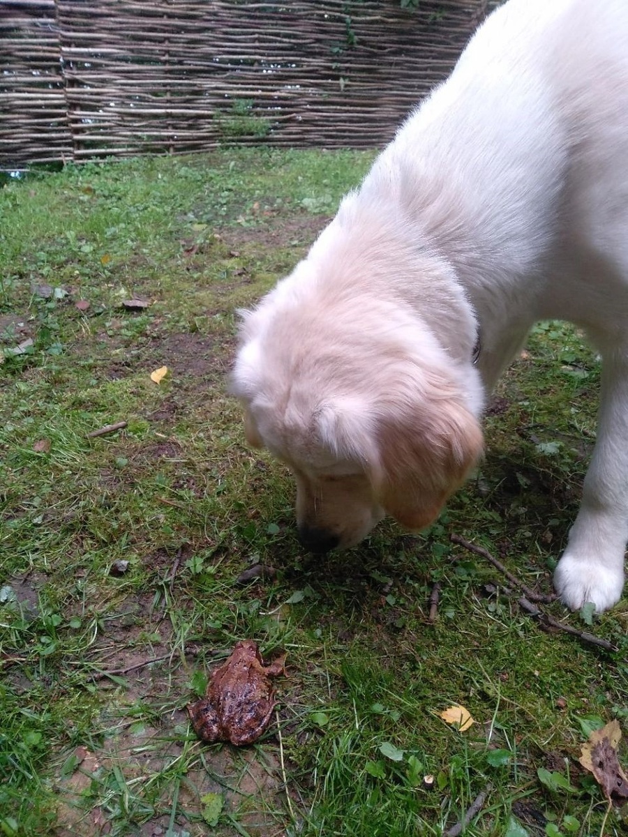 Для собаки естественно изучать то, что находится на земле, и подбирать интересное