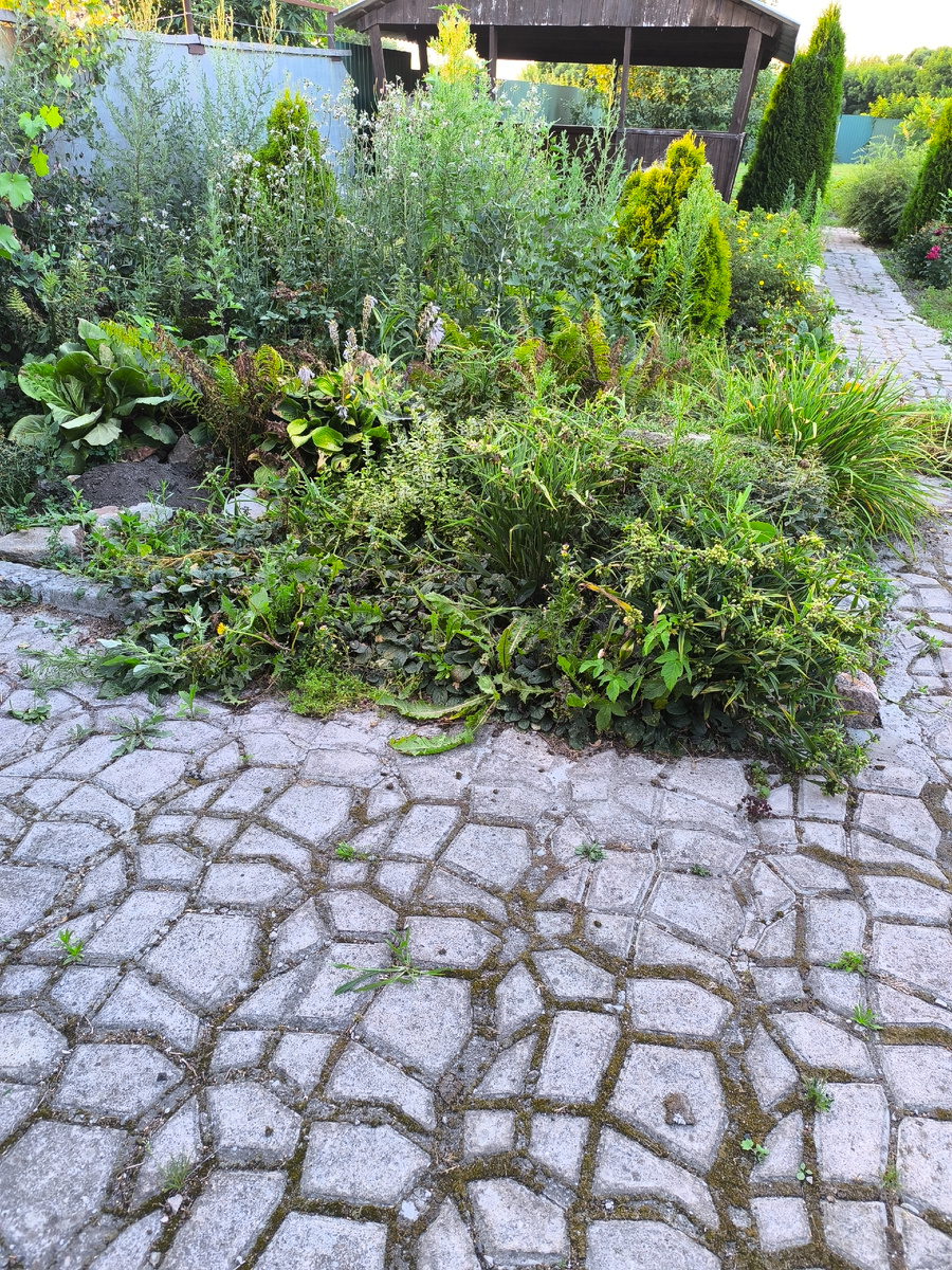 Моя запущенная клумба