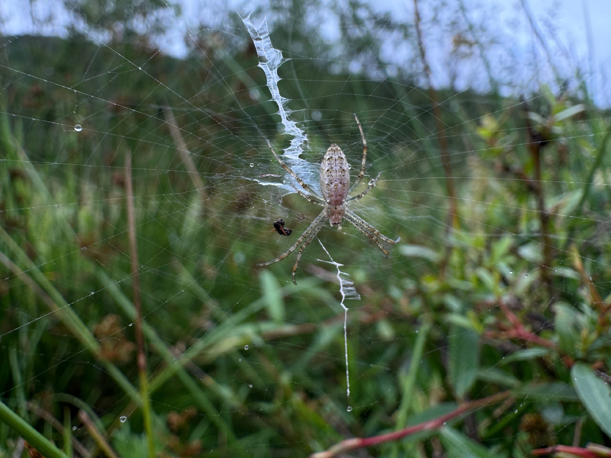 Молодая самка Argiope bruennichi.