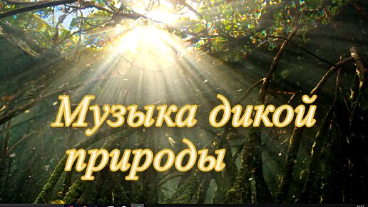 🎵 Эликсир природы: Глубокое расслабление и душевное блаженство через звуки дикой природы для идеального сна и восстановления сил