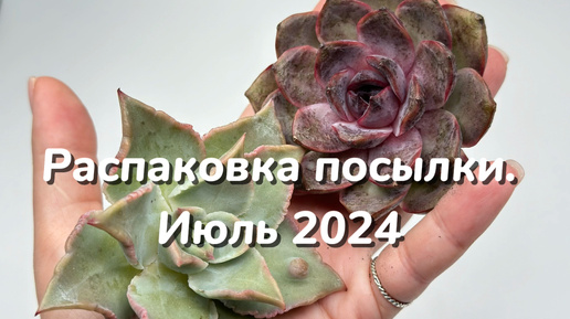 Эхеверии из Кореи. Июль 2024