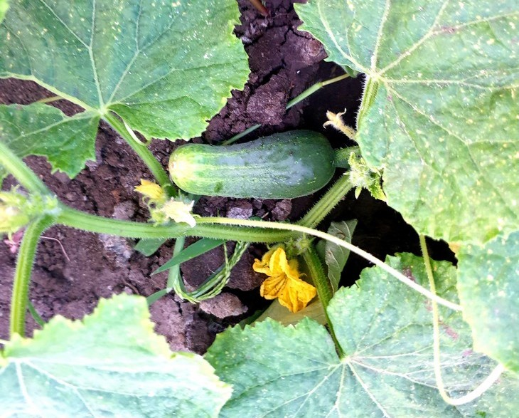 Фото "Родной стороны"