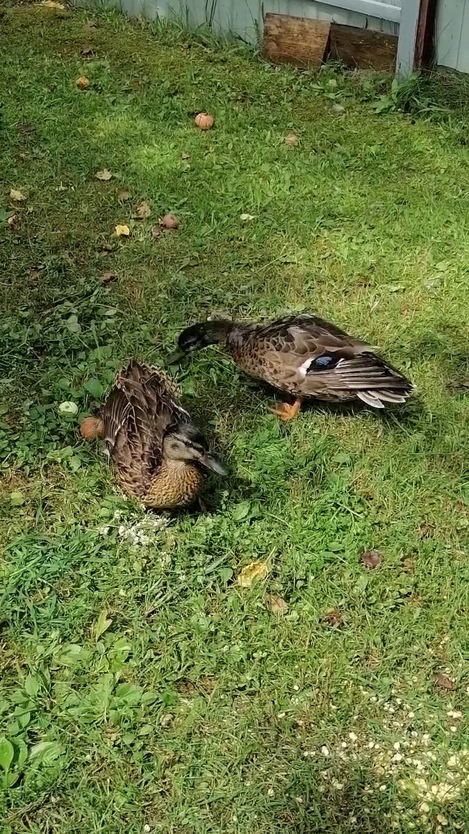 Осваиваемся на новом месте. 