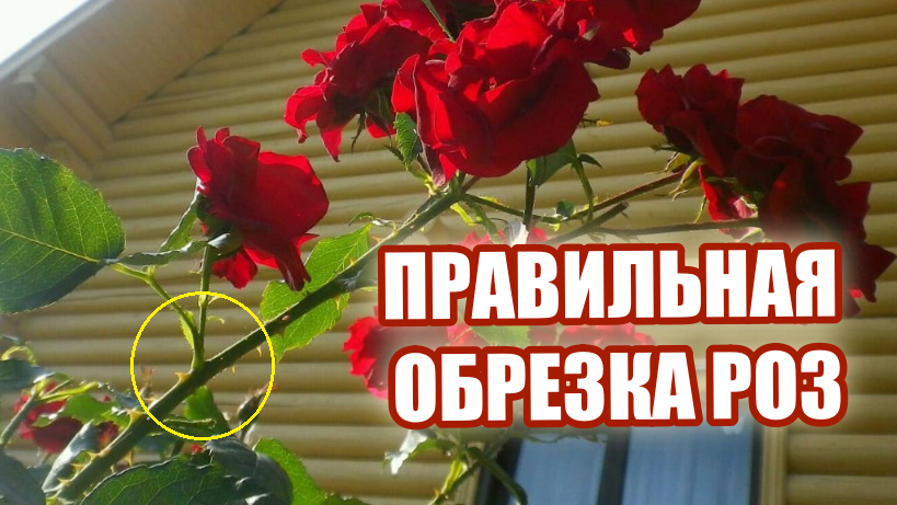При цветении розы кистями, удаляю эту самую кисть. Либо же поступаю так, как описал выше – срезаю побег над четвертым сверху листом.