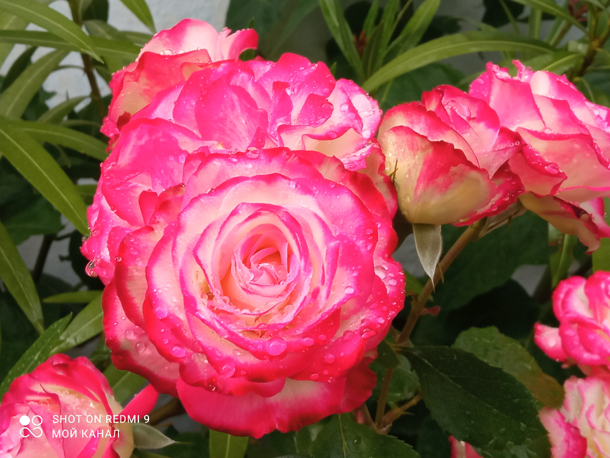 Флорибунда Юбилей Санкт-Петербурга. Фото автора.