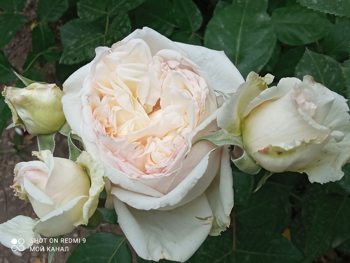 Ч/г роза Марианджела Мелато. Фото автора.