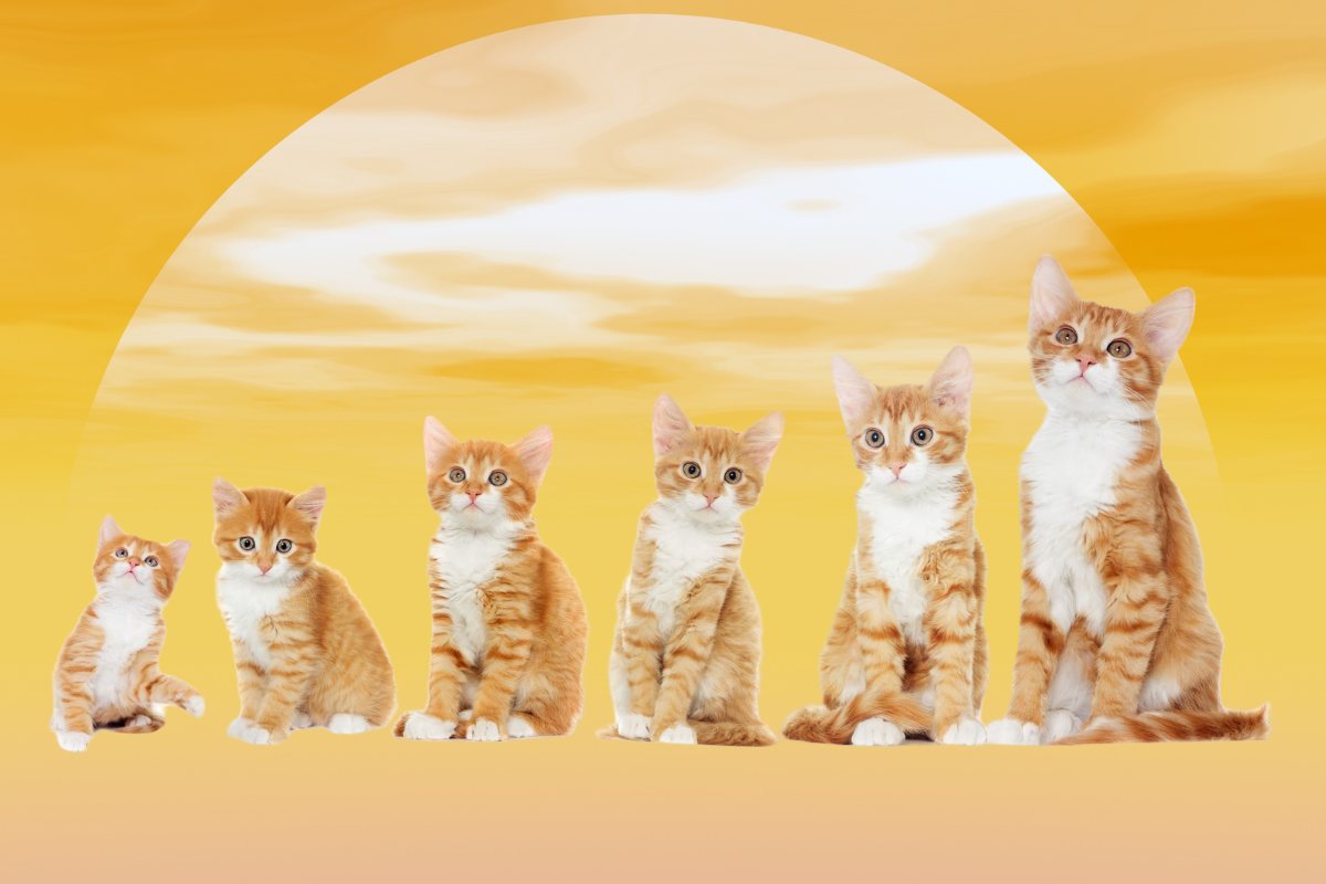 Период жизни кошек