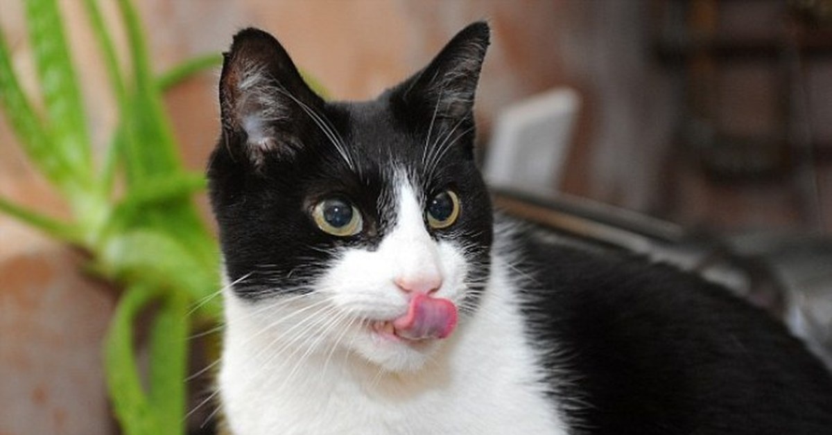 Вот такой интересный кошачий рекорд, для сравнения поезд в метро издает уровень громкости тоже в 100 децибел.

А ваши кот или кошечка громко мурлыкают? Будете измерять?)